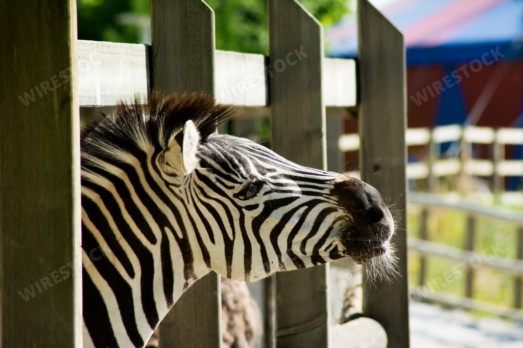 A selective focus shot of a zebra behind the wooden fence in the zoo