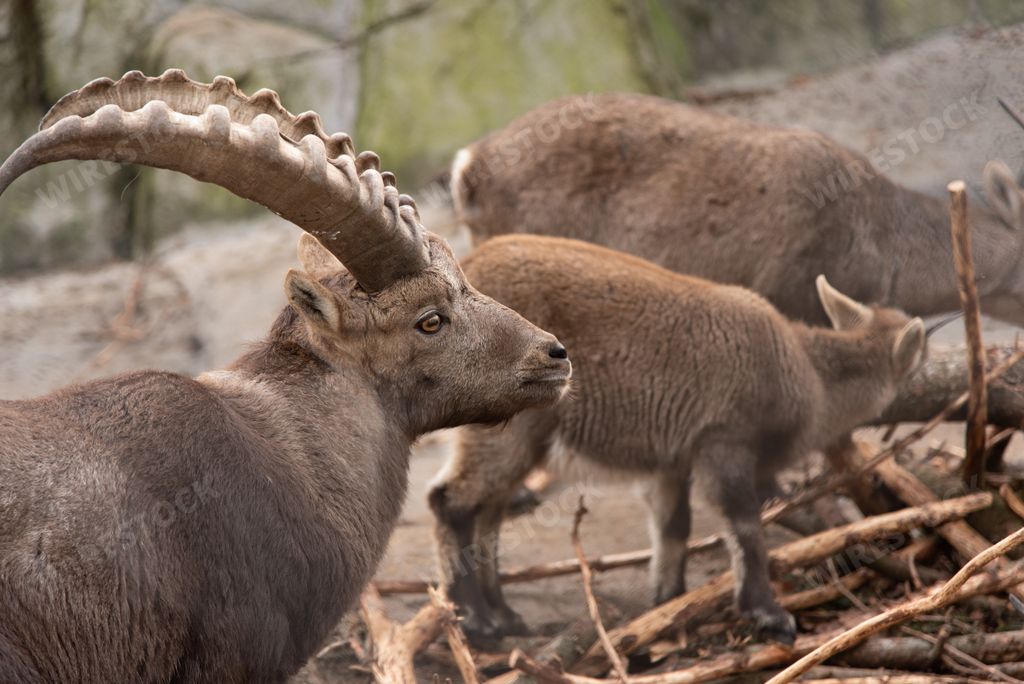 A closeup shot of mountain goats with horns in the forest
