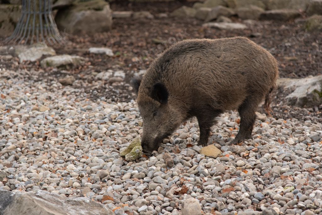 A closeup shot of a wild boar while eating in a zoo with small stones on the ground