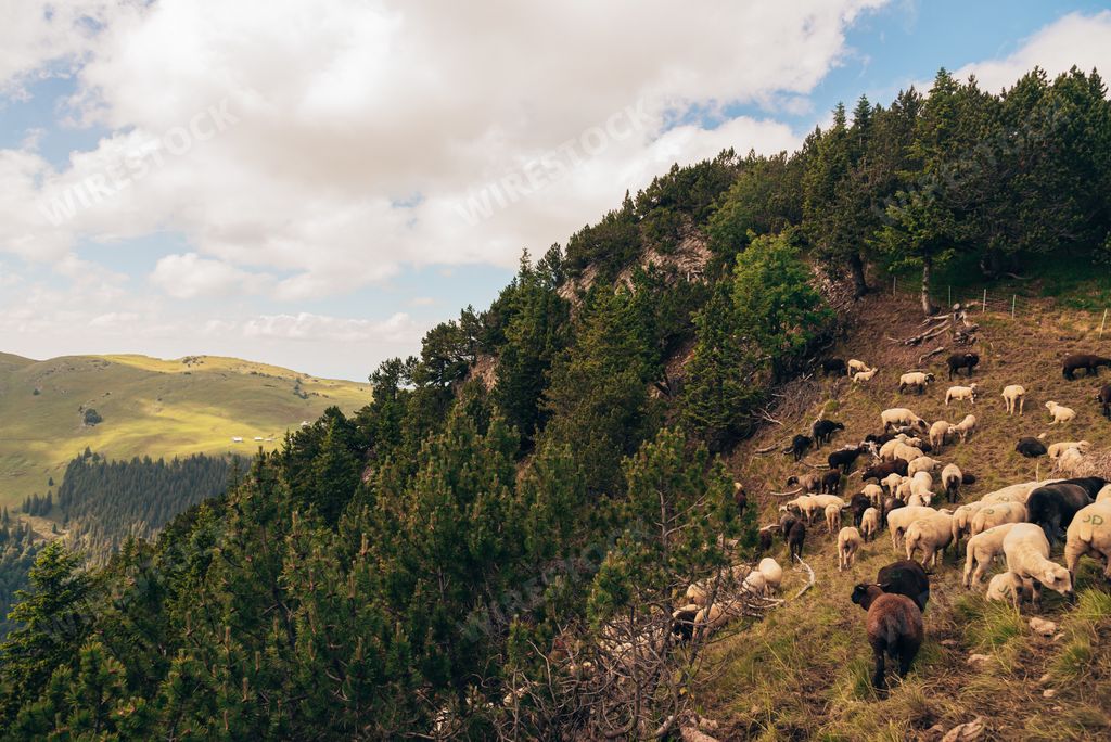 A beautiful shot of a herd of sheep on a hillside