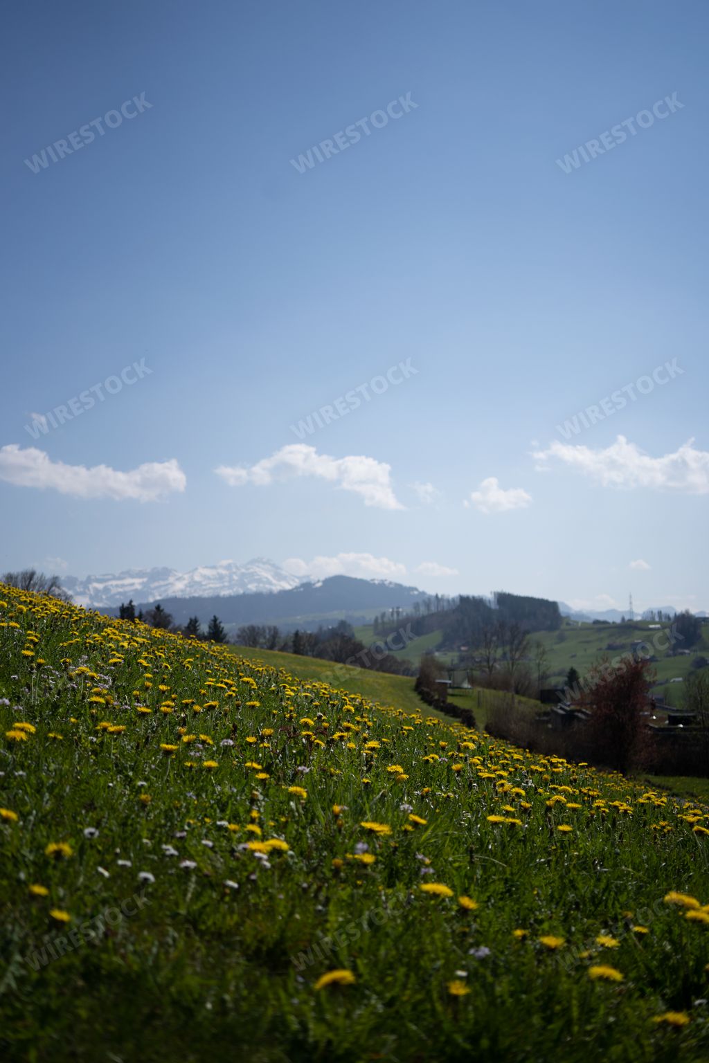 A vertical shot of a meadow with flowers in the daytime.