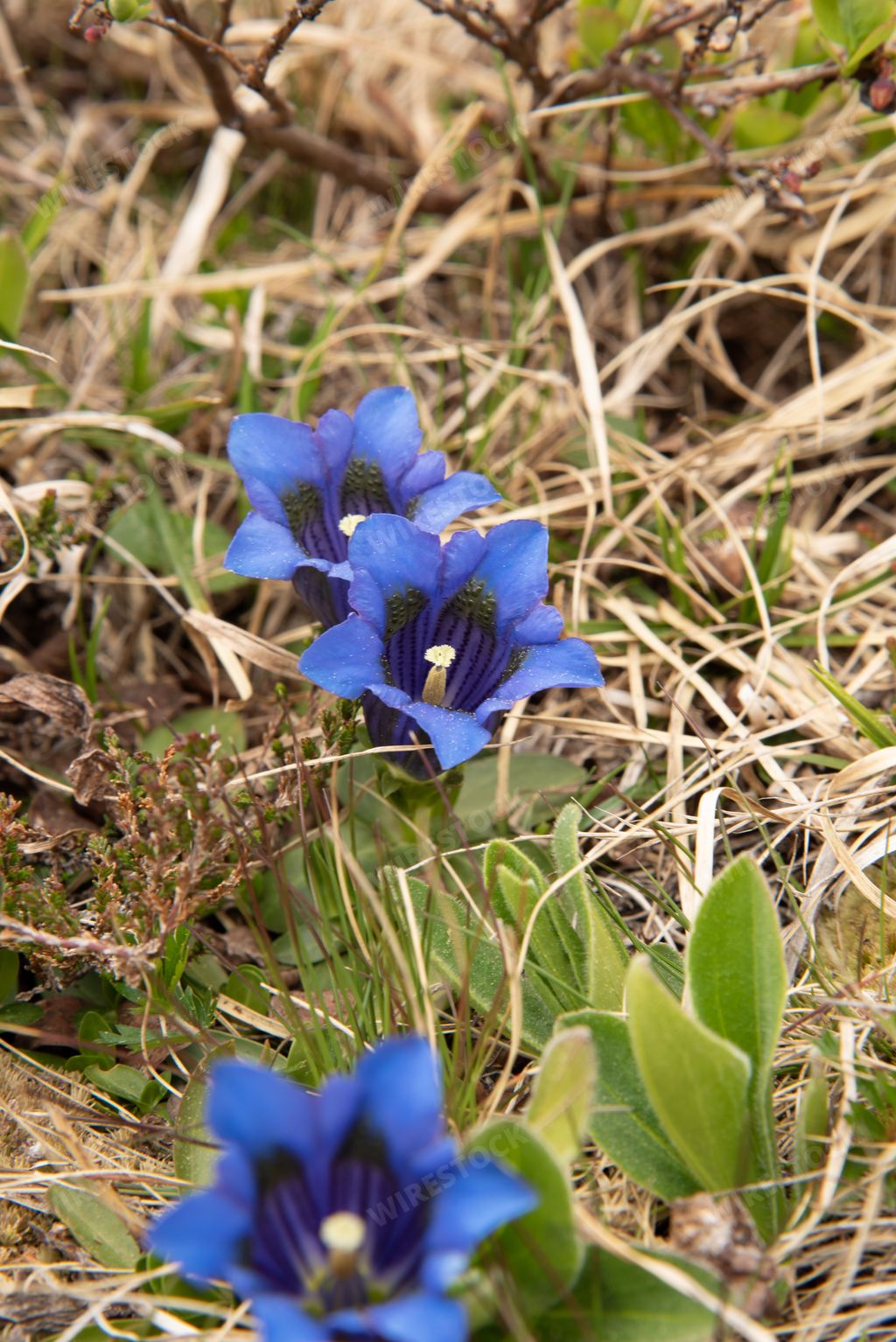 A vertical closeup shot of blooming snow gentian flowers
