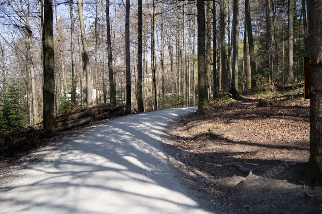 A curved path through a forest on a sunny day