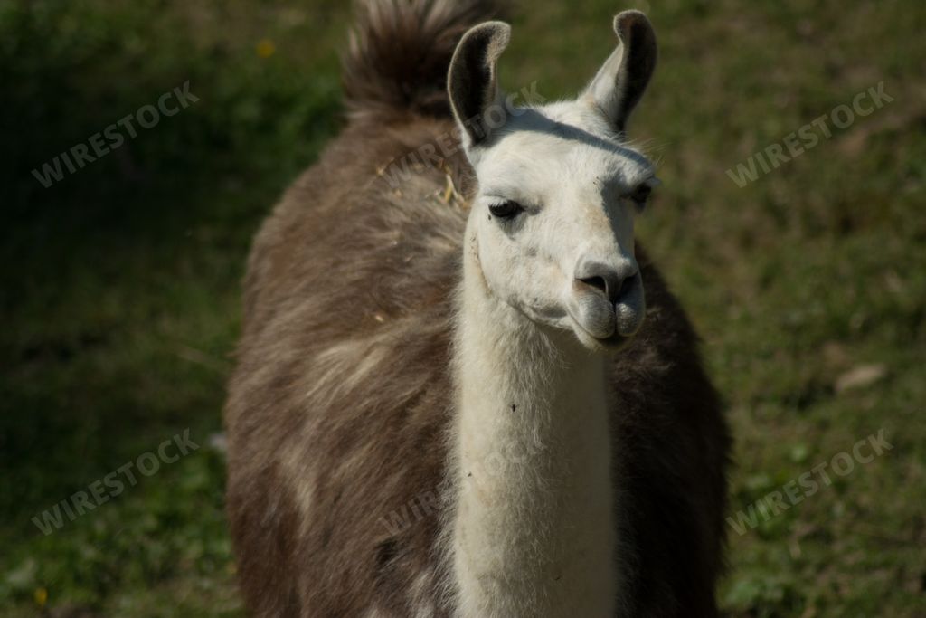 A beautiful white and brown llama standing in the middle of the field on a sunny day