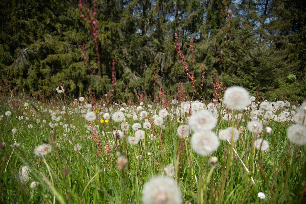 A selective focus shot of dandelions on a grass-covered meadow
