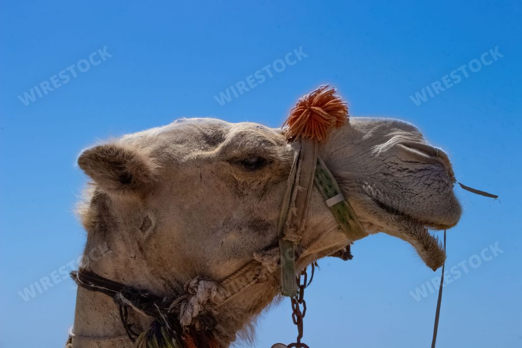 Close-up shot of a camel with its mouth open and a string tied around it