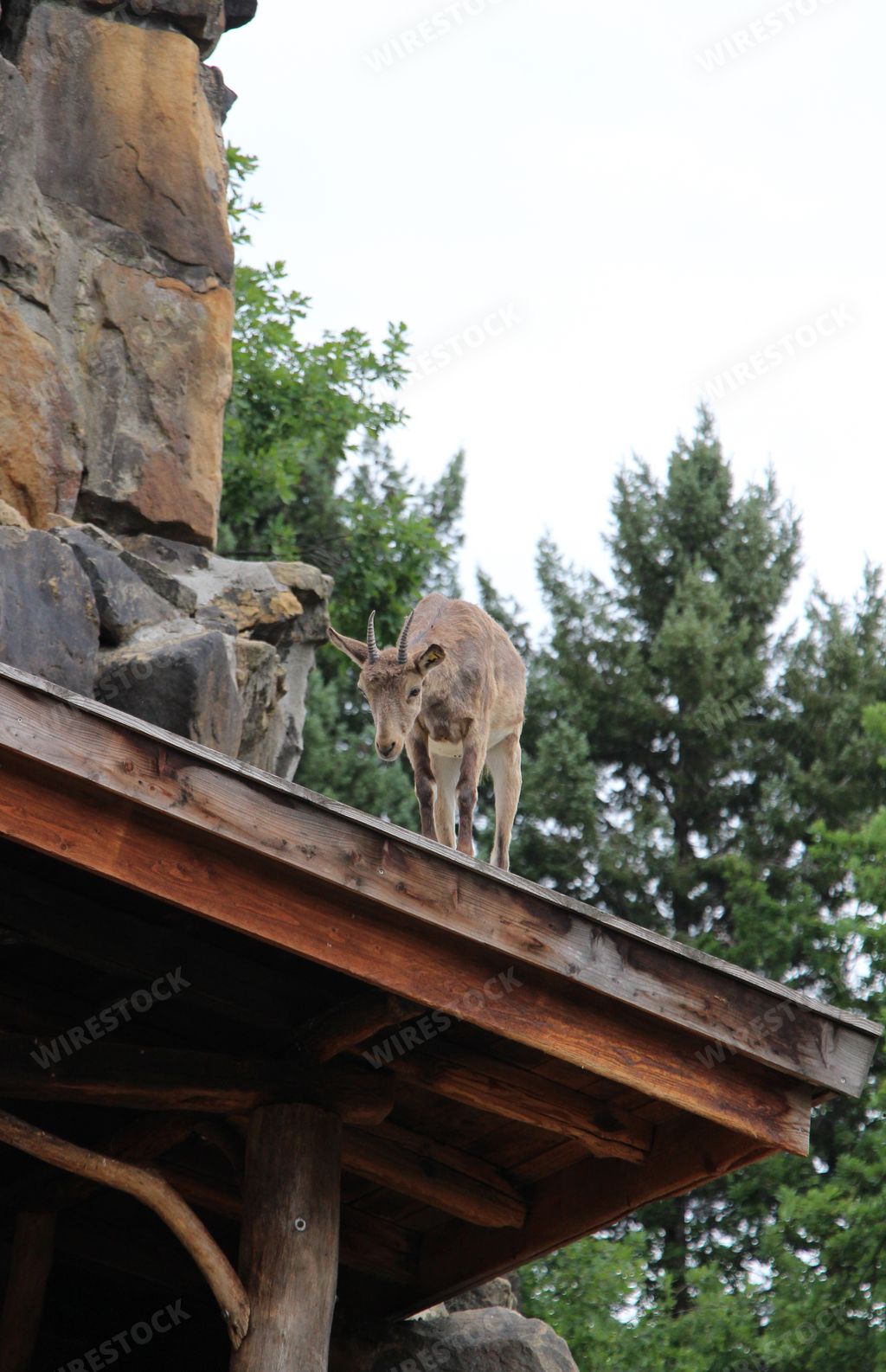 Goat standing on a mountain house with trees in the background