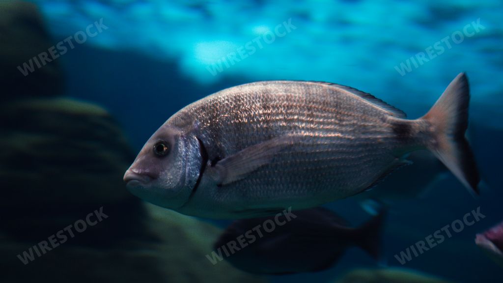 A closeup shot of a Dorado fish swimming underwater