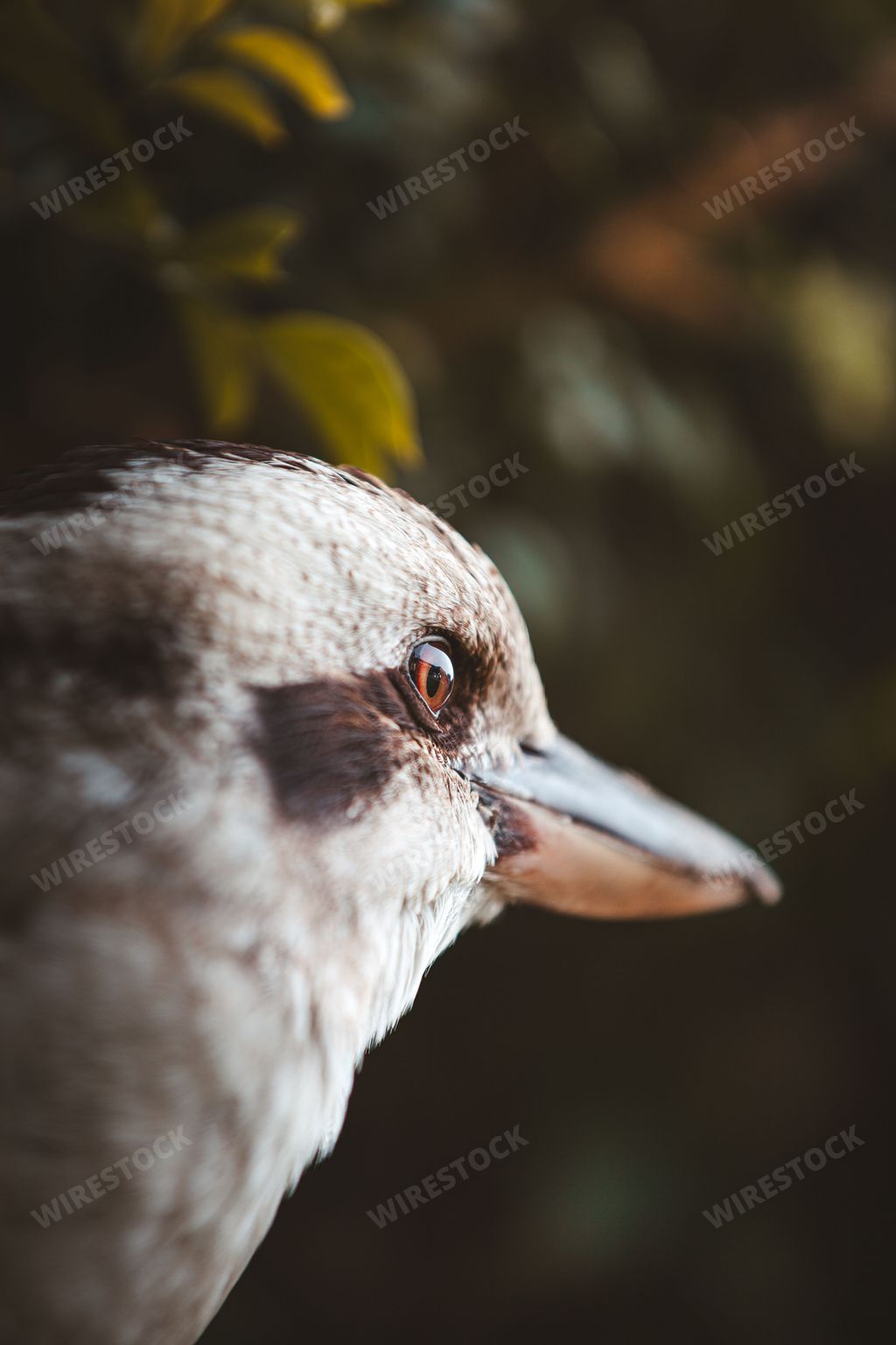 A vertical side profile of a laughing kookaburra (Dacelo novaeguineae), looking straight forward