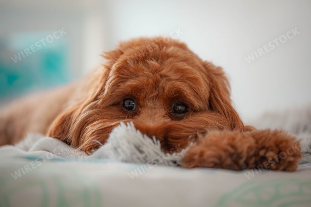 The close-up view of a brown labradoodle's adorable face looking straight front