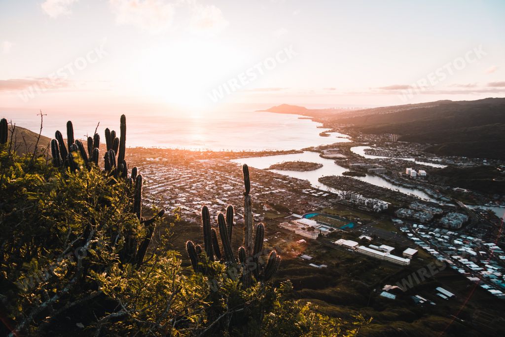 A wide shot of cacti and plants on a hill above a city by the water during sunset