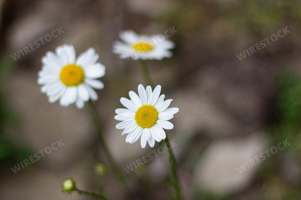 Detail shot of Daises in a park