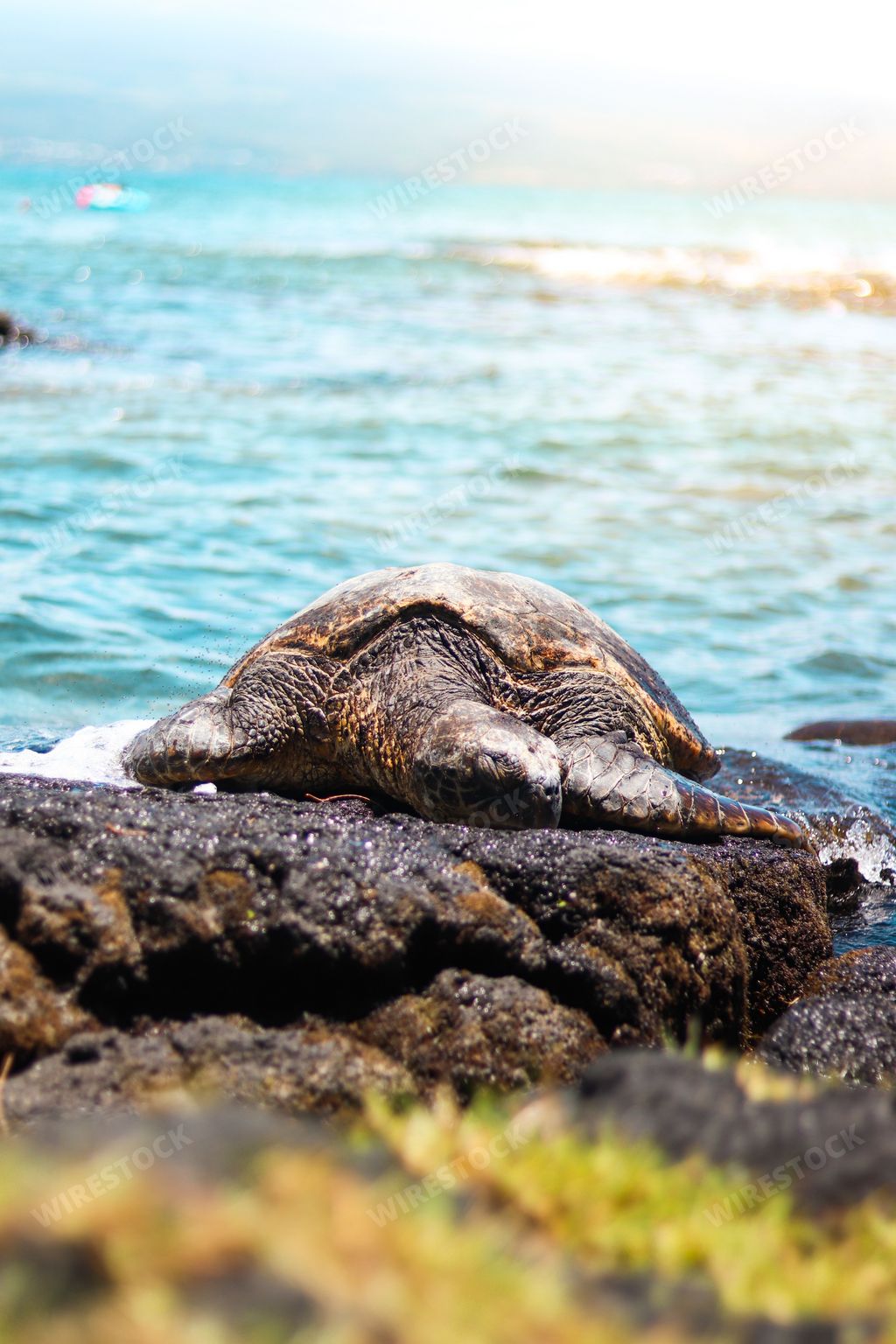 A vertical shot of a sea turtle on a rock at a beach in Hilo, Hawaii