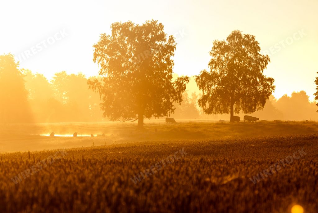 A sunset orange sunlight on trees on grassland field