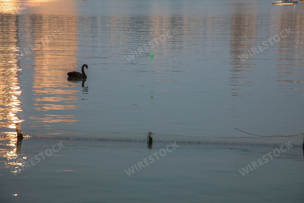 A beautiful black swan swimming in the lake