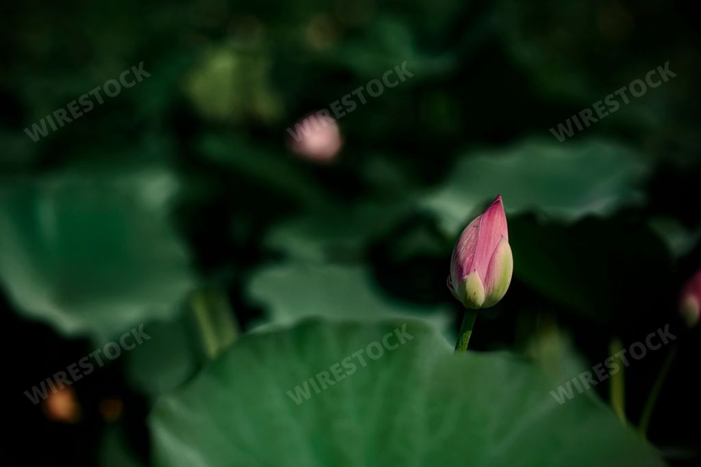 A closeup view of a pink lotus flower surrounded by green leaves in sunlight