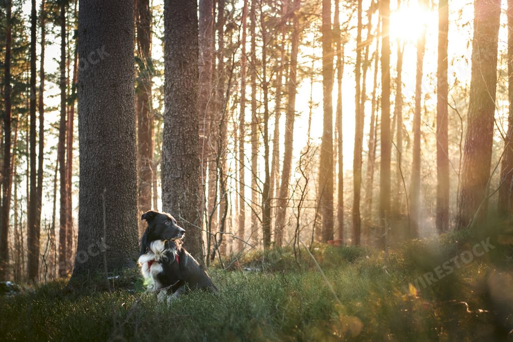 A beautiful shot of an adorable Border Collie with the sun shining on background in the forest