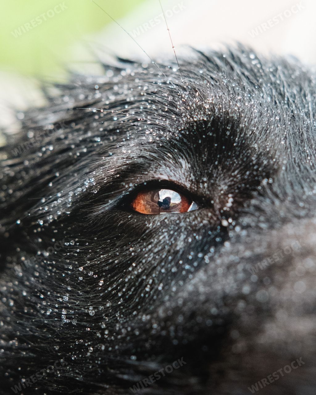 A closeup of a black puppy eye with snowflakes on hair