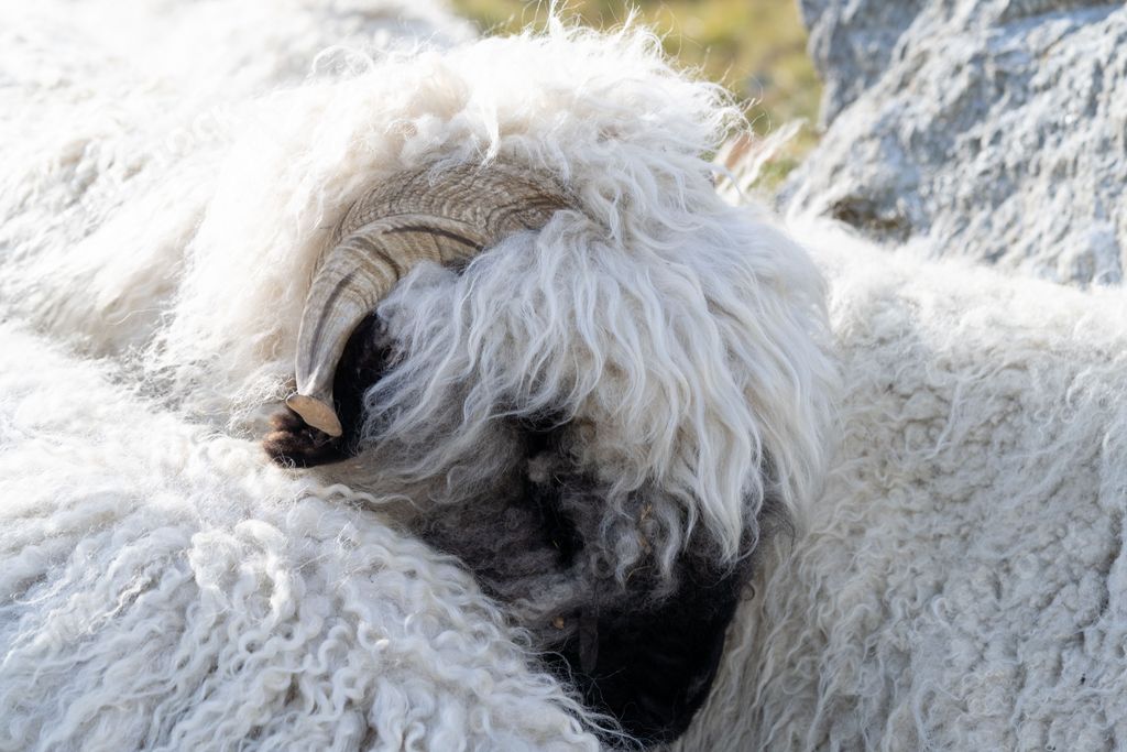 A closeup of a Valais Blacknose sheep in Zermatt, Switzerland