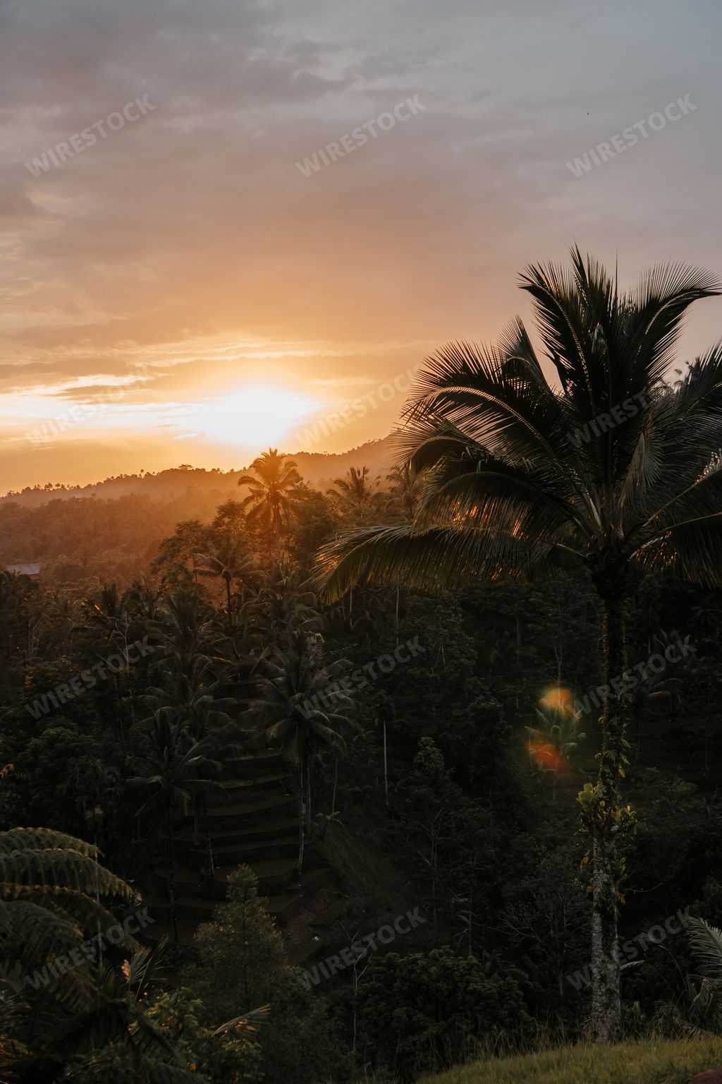 Sunset light shines through palm trees in tropical Bali jungle