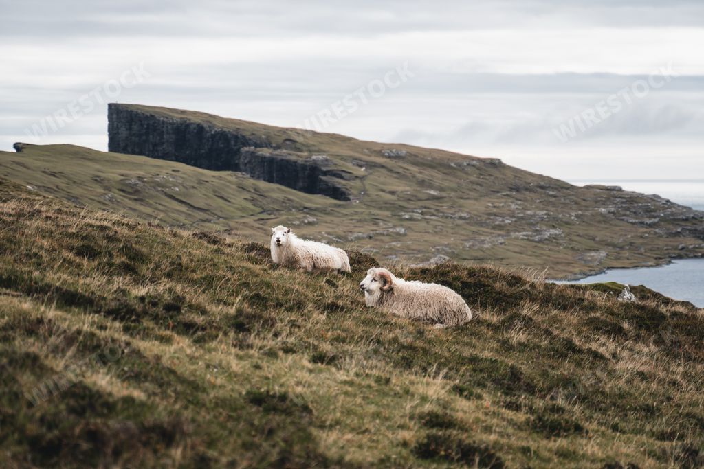 Faroese sheep with fills and mountains background. Sheep farming in the Faroe Islands. Two sheep looking at camera