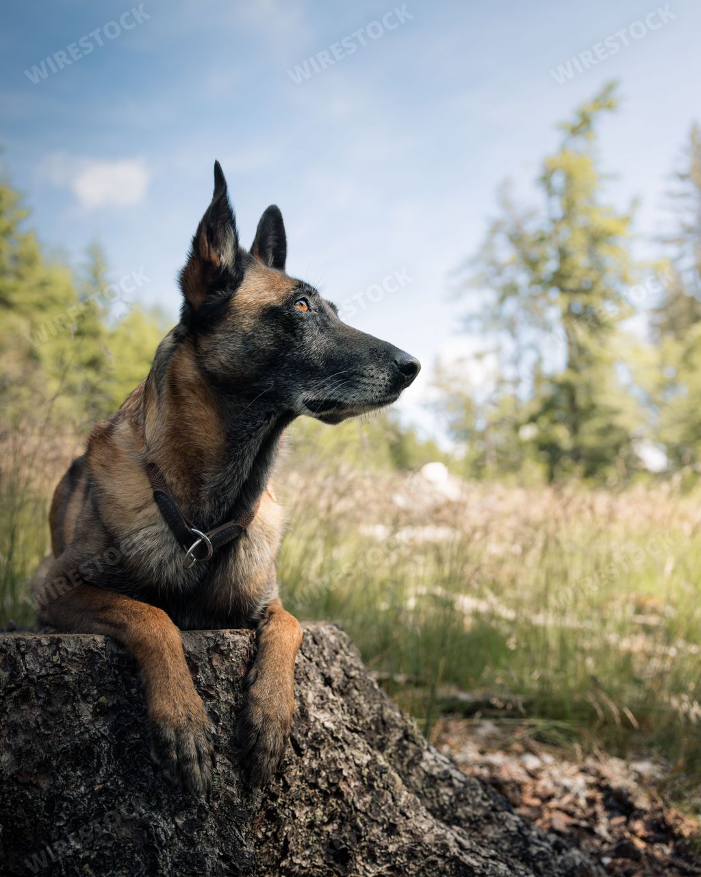 A Belgian Malinois dog resting on a tree stump in a forest with a clear blue sky