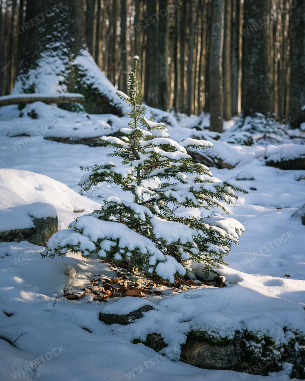 A vertical shot of a small pine tree in a forest covered with snow in winter