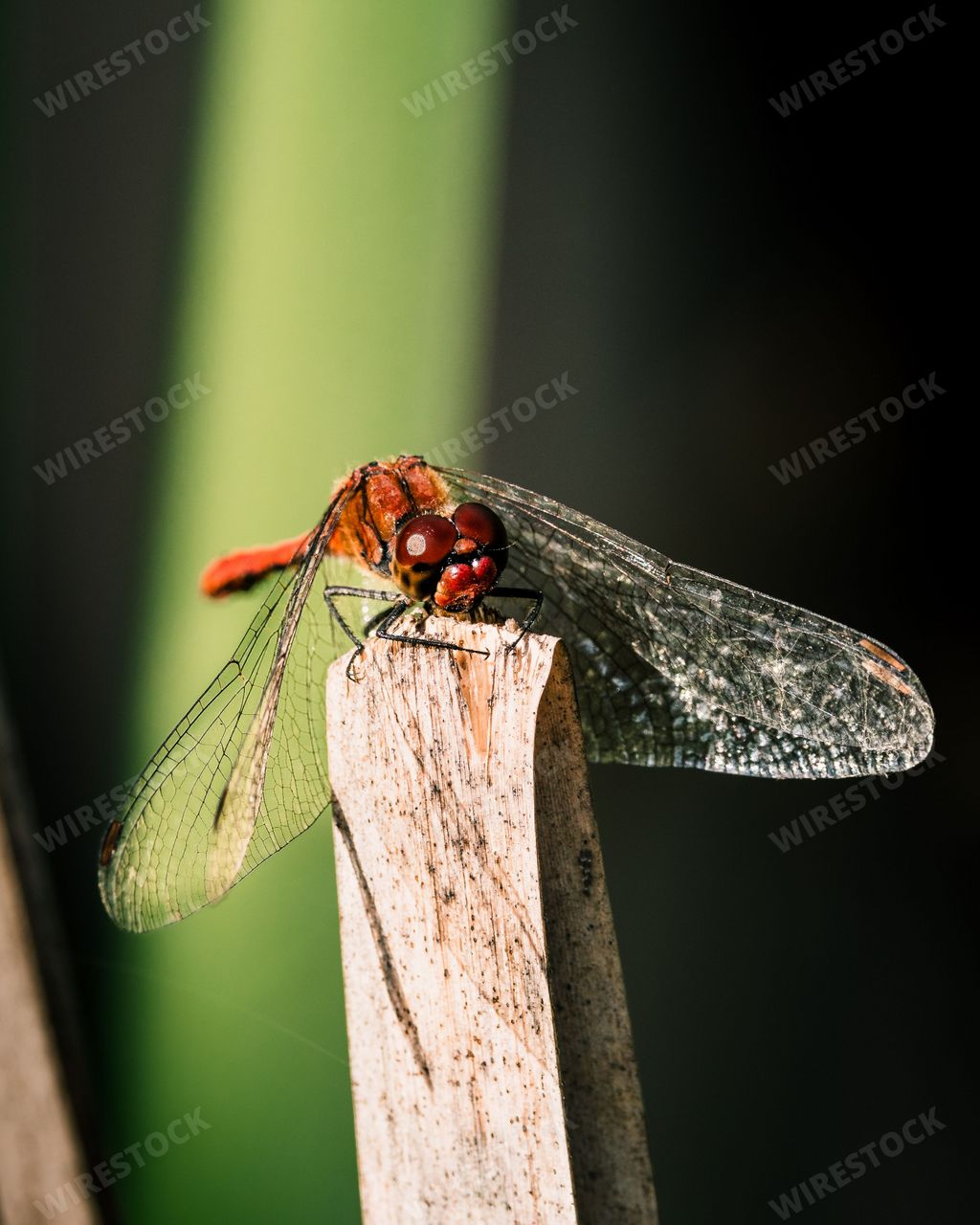 A vertical closeup shot of a ruddy darter dragonfly on a dry, bent leaf in a sunny forest in the summer