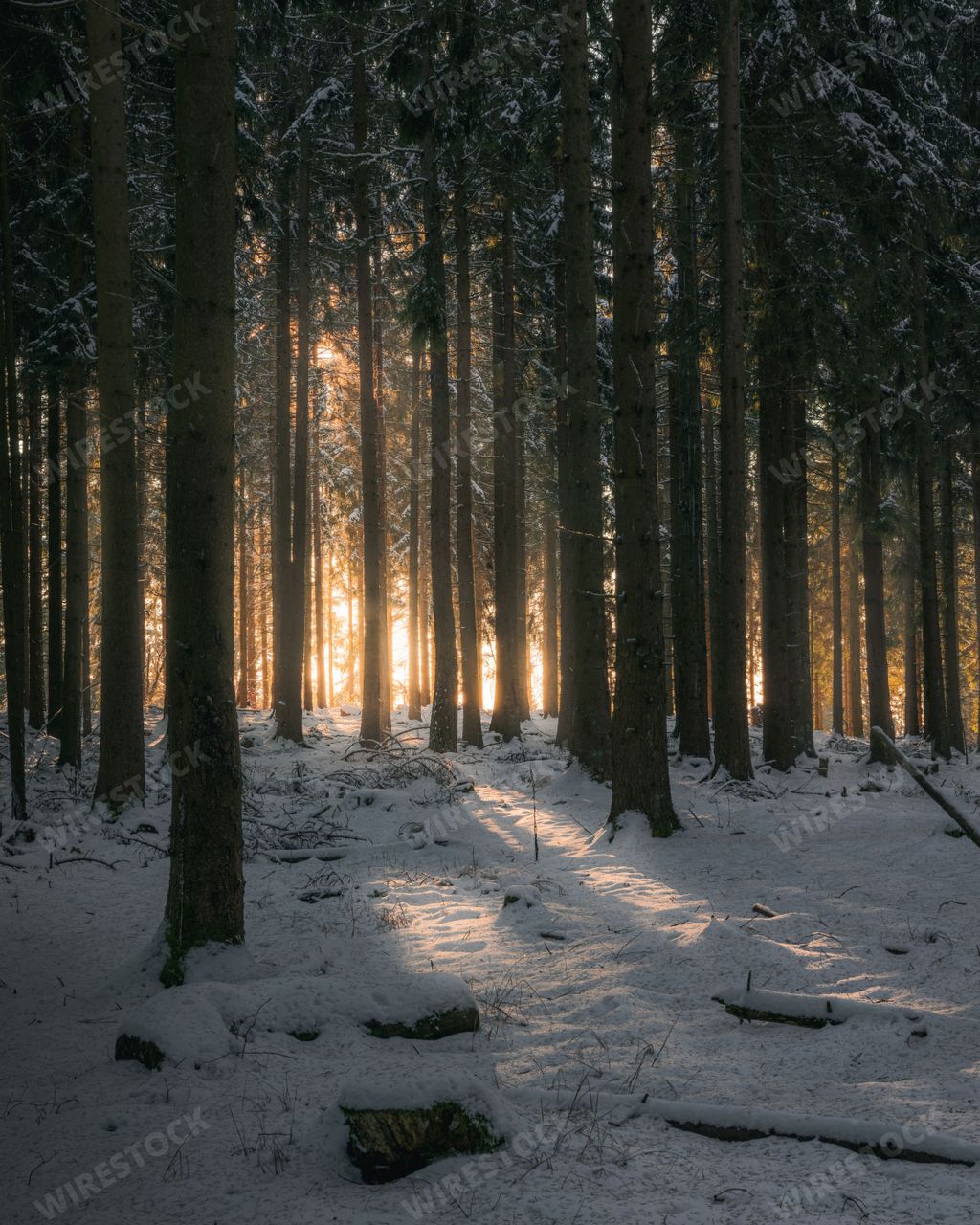 A chilling view of a snowy woods of Taunus, Germany