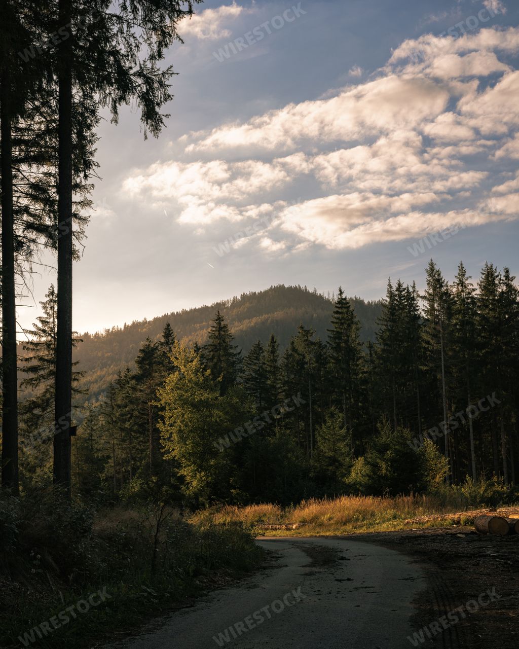 A vertical shot of a road leading to evergreen trees in a forest at sunset, Czech Republic