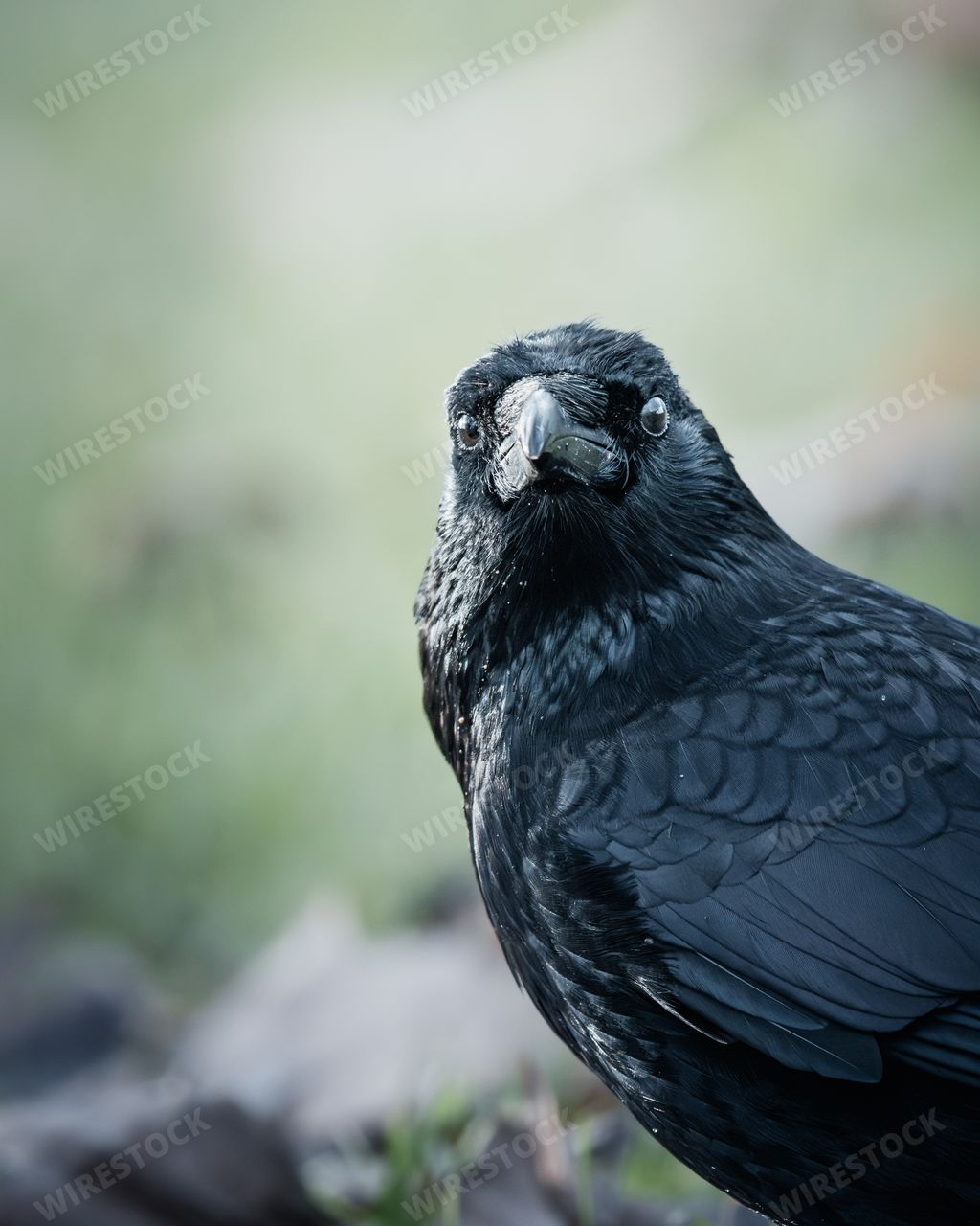 A Crow perched atop a decaying tree trunk, illuminated against a bright blue sky