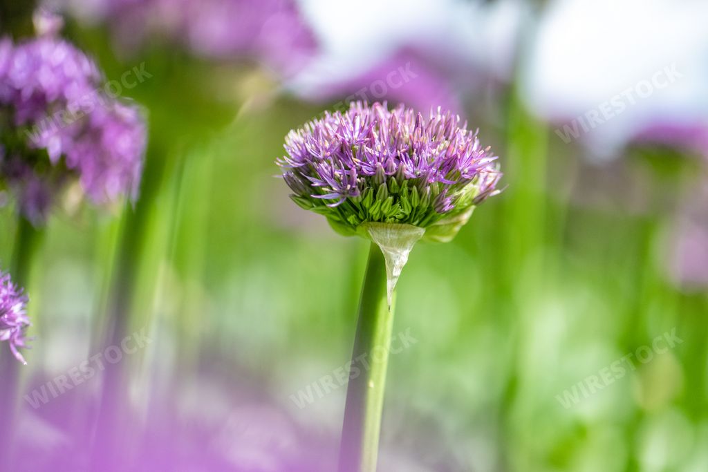 Selective focus of Dutch onion (Allium hollandicum) purple flowering plants, ornamental flowers in bloom in ball shape in spring garden