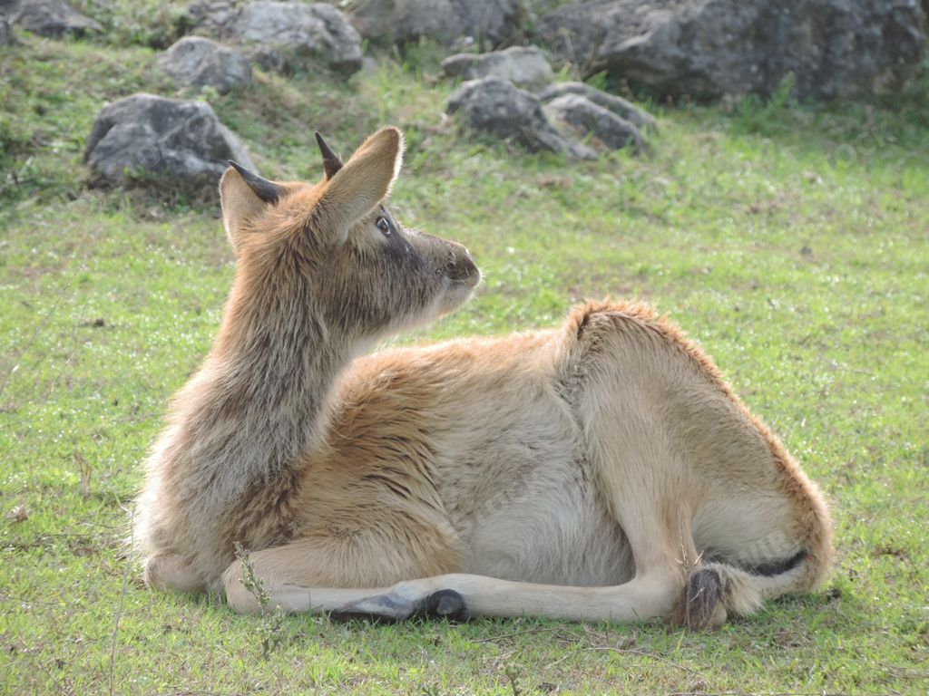 A selective focus shot of a beautiful deer sitting in the middle of a greenfield