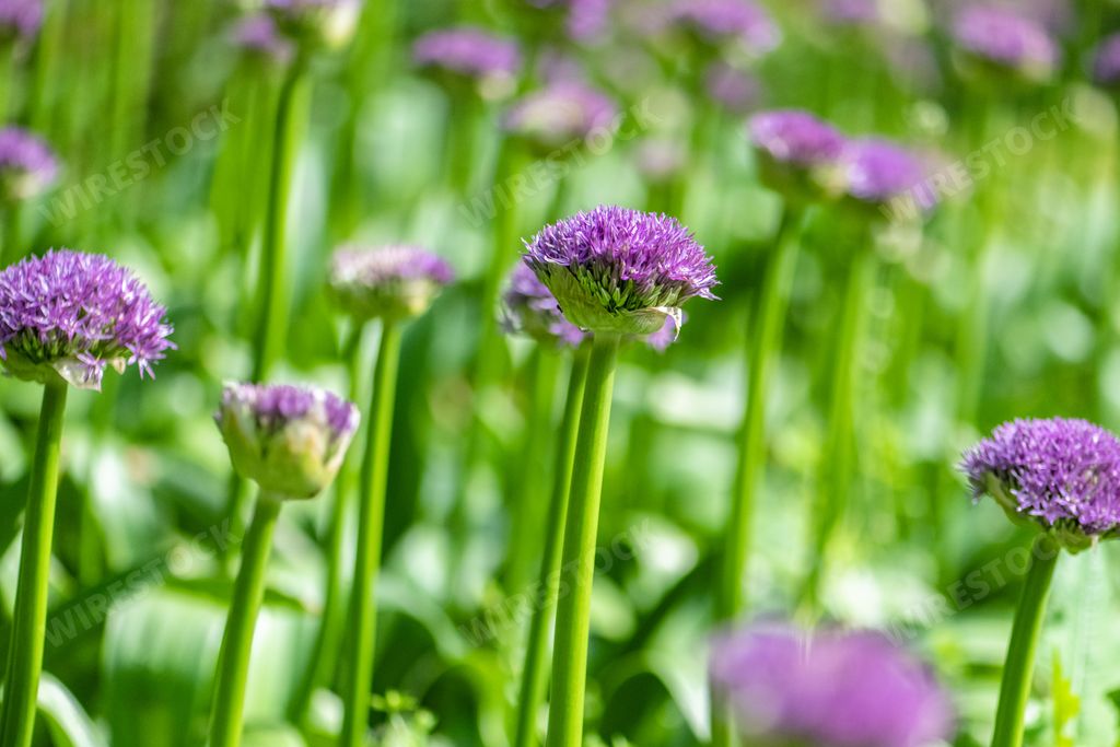 Selective focus of Dutch onion (Allium hollandicum) purple flowering plants, ornamental flowers in bloom in ball shape in spring garden