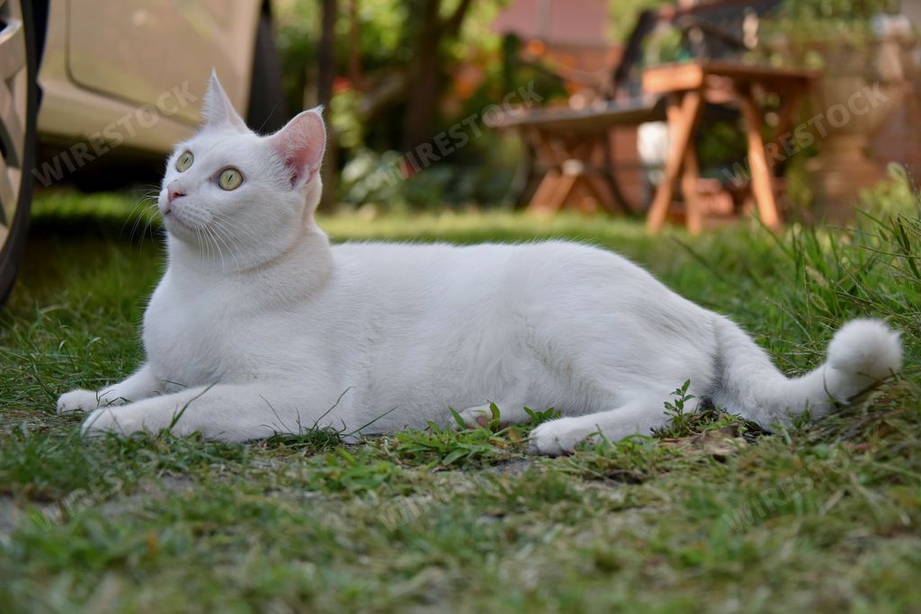 A closeup selective focus shot of a white cat sitting on the grass with a surprised facial expression