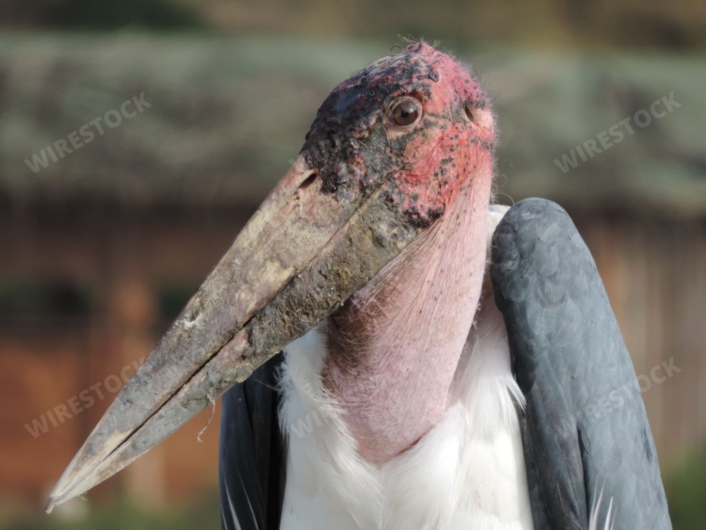 A selective focus shot of a cute marabou stork wading bird with a sneaky facial expression