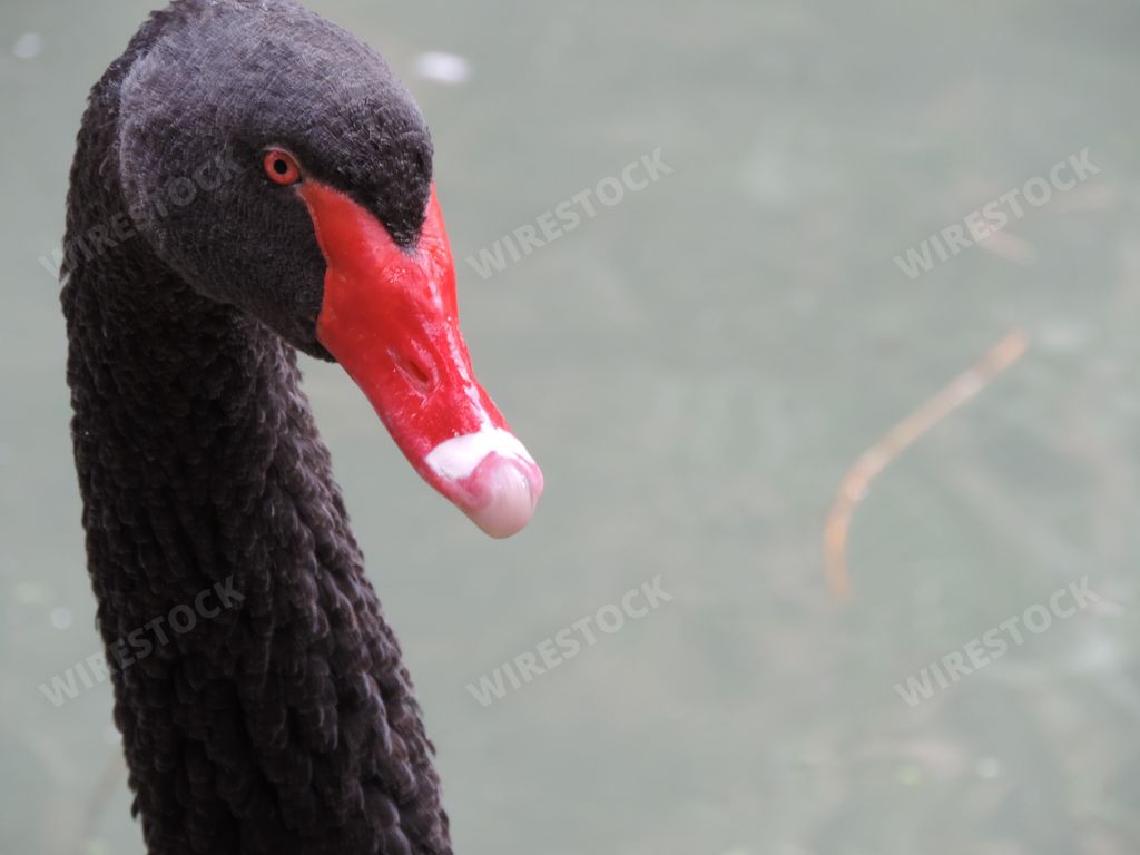 A selective focus closeup shot of a cute black swan with a beautiful red eyes