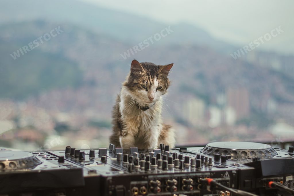 A closeup shot of a cat sitting in front of a music controller dj board