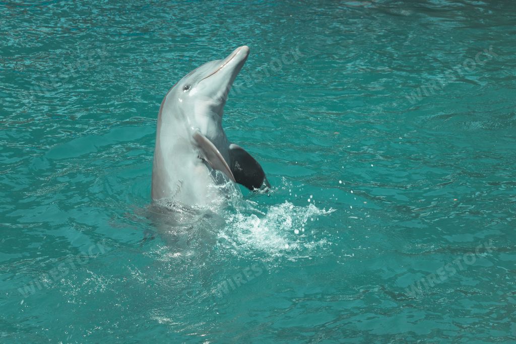 A beautiful dolphin playing and doing tricks in the blue water