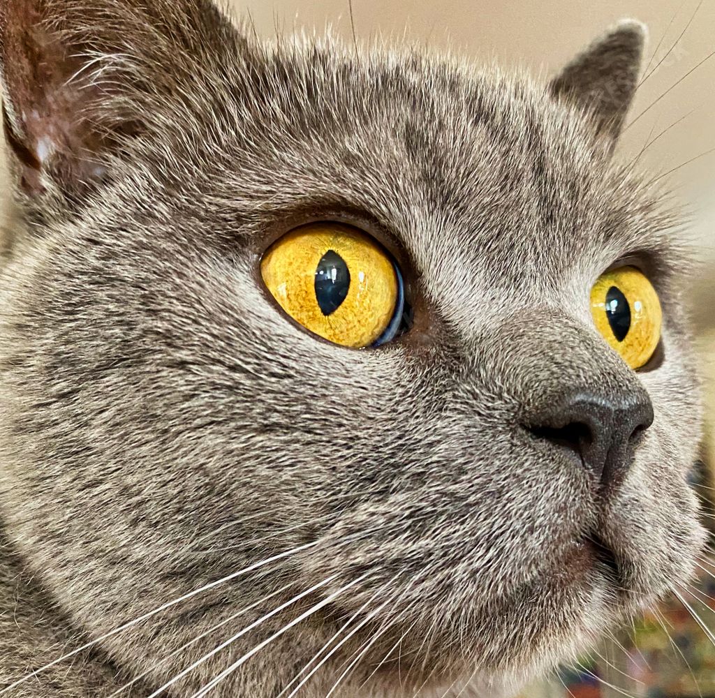 A closeup shot of the head of a British shorthair cat with big yellow eyes