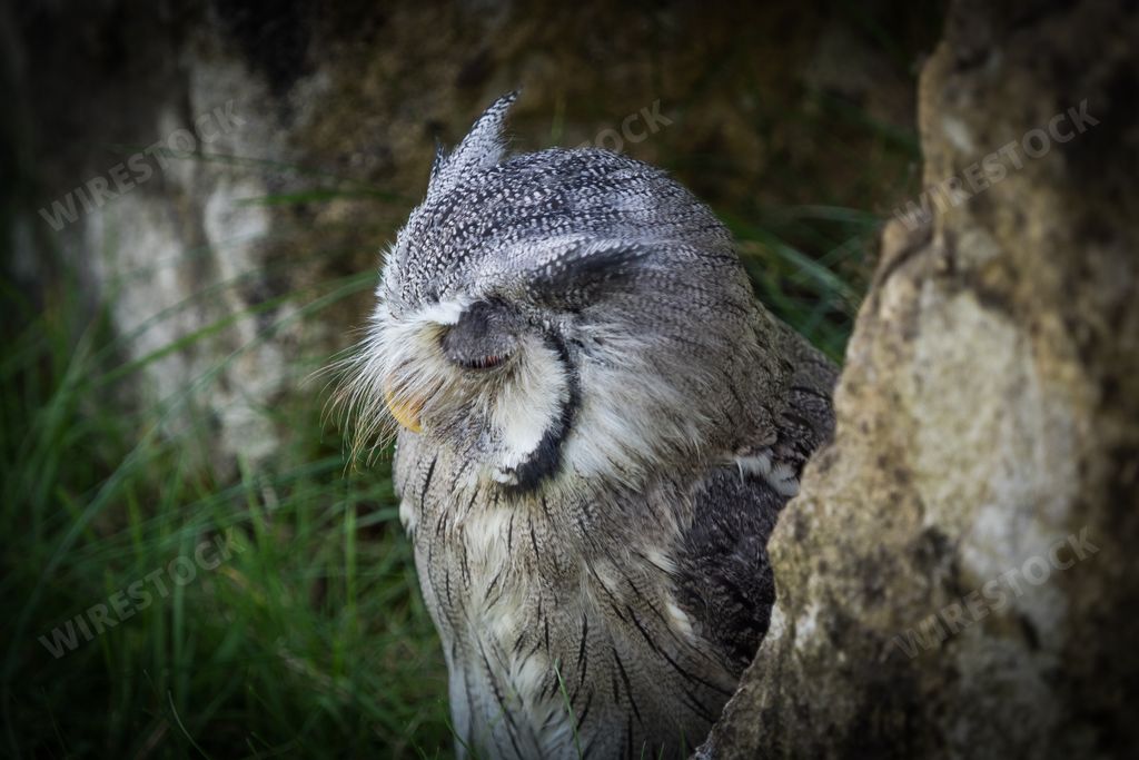 A scenic view of a northern white-faced owl on a blurred background