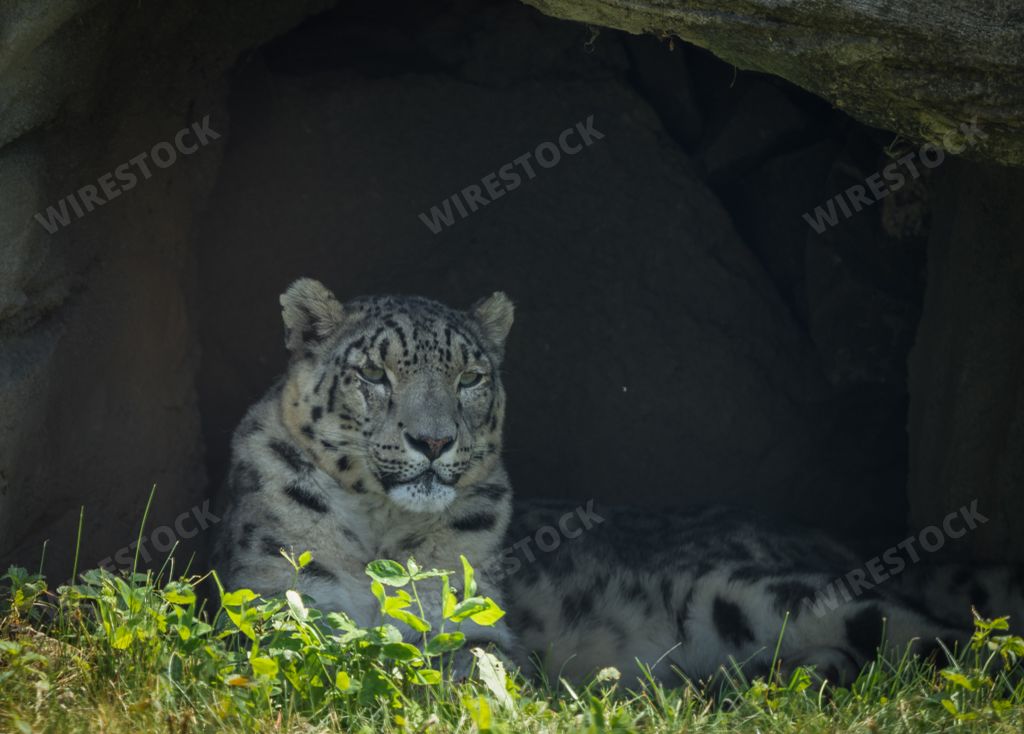 A scenic view of a Snow leopard lying down in a small cave