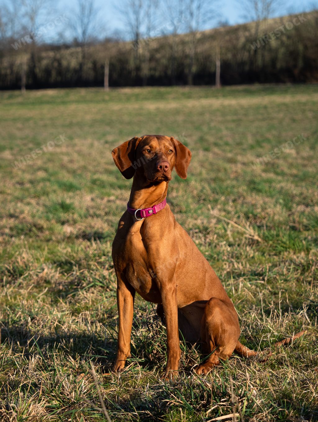 A brown Hungarian vizsla dog in a grassy field in Jena