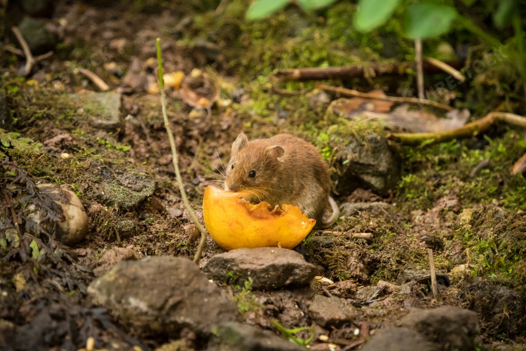 A closeushot of a cute brown mouse captured eating a fruit in a garden