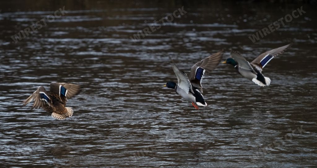The mallard ducks landing on the water surface.