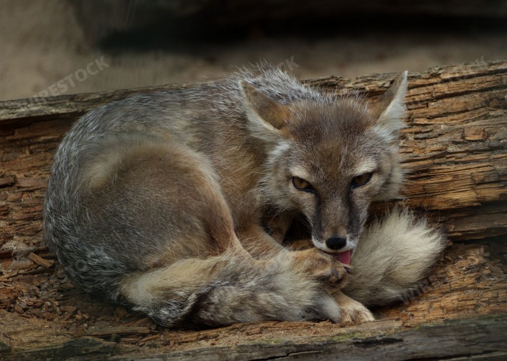 A closeup shot of a polar fox at a zoo in Germany