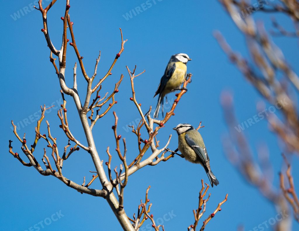 Two blue tits on a tree in spring with a blue sky background