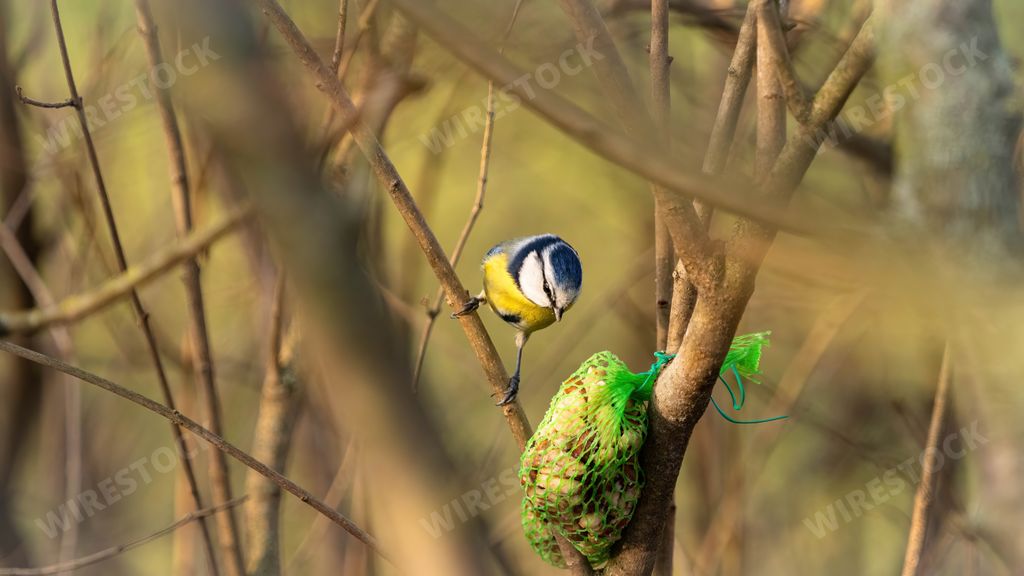 a photo of a bird on a twig