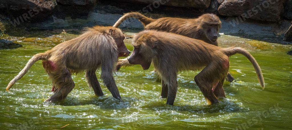 A pair of baboon monkeys are engaged in a playful physical fight, splashing around in a tranquil green lake