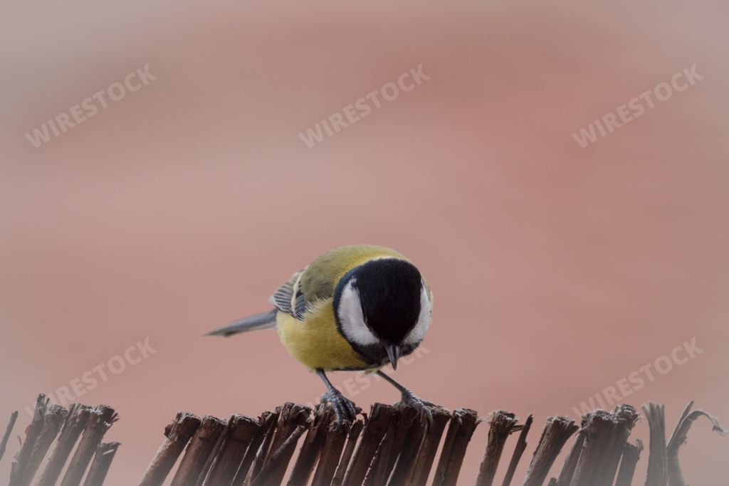 A closeup shot of an adorable Magpie birs with pink background